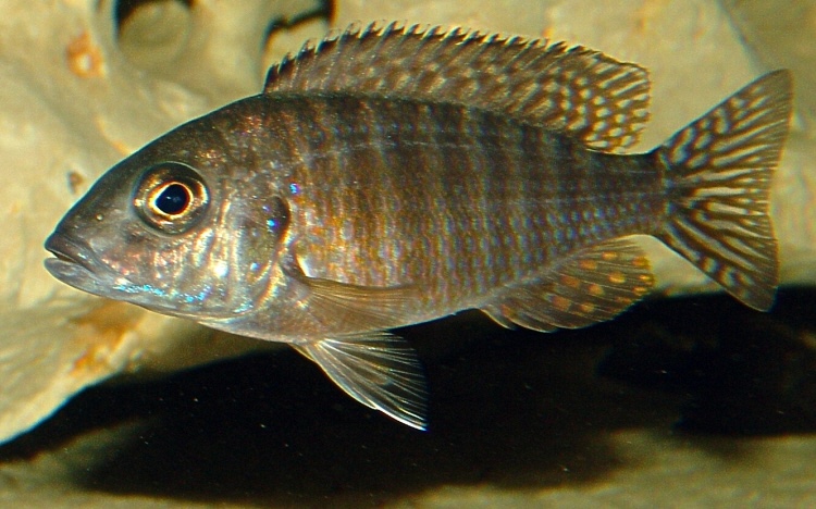 Aulonocara stuartgranti 'Ngara'